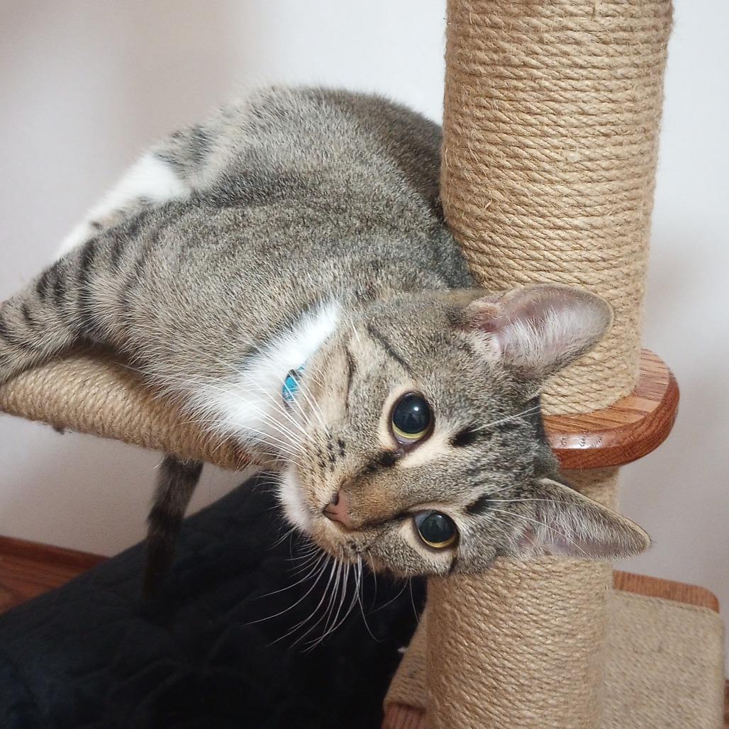 Enlarge Acadia, a Adoptable Domestic Short Hair in Sioux Falls, SD image 1/1