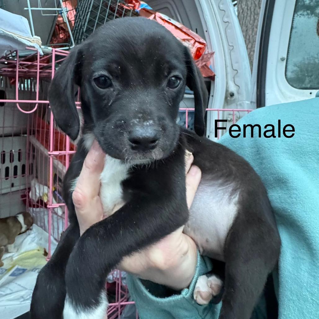 BB, Adoptable, Puppy Female Beagle.