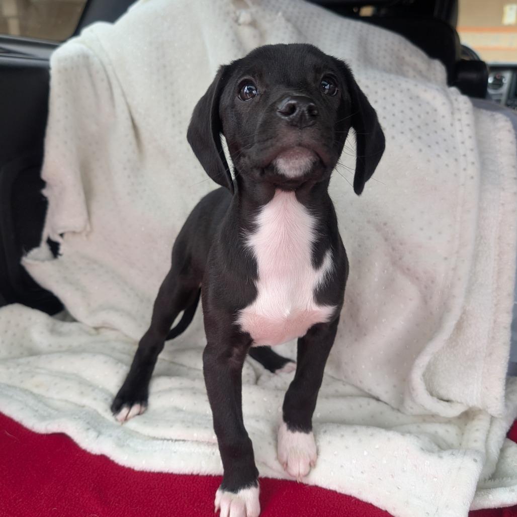 Enlarge BB, a Adoptable Beagle in West Plains, MO image 2/2