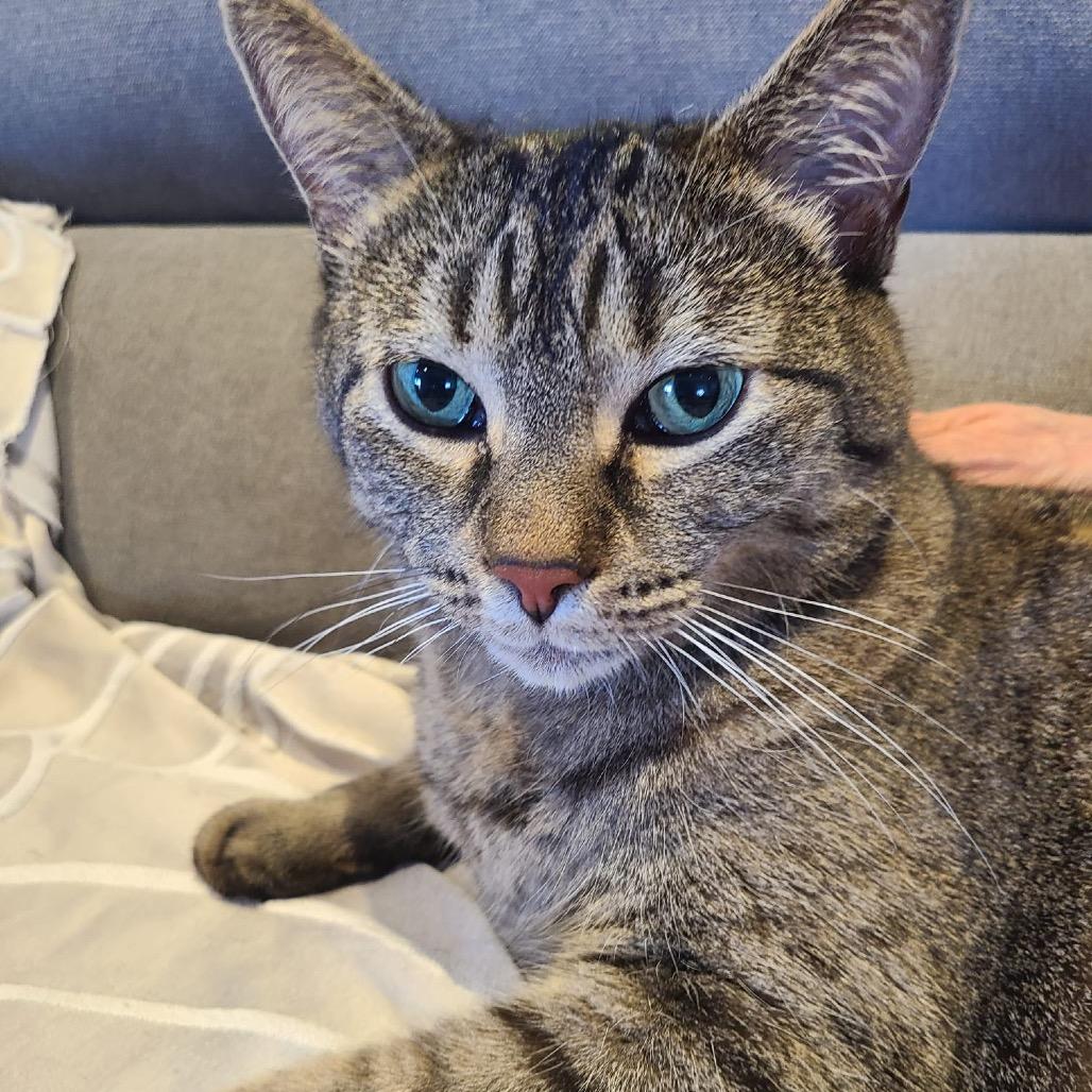 Zoey, Adoptable, Senior Female Domestic Short Hair.