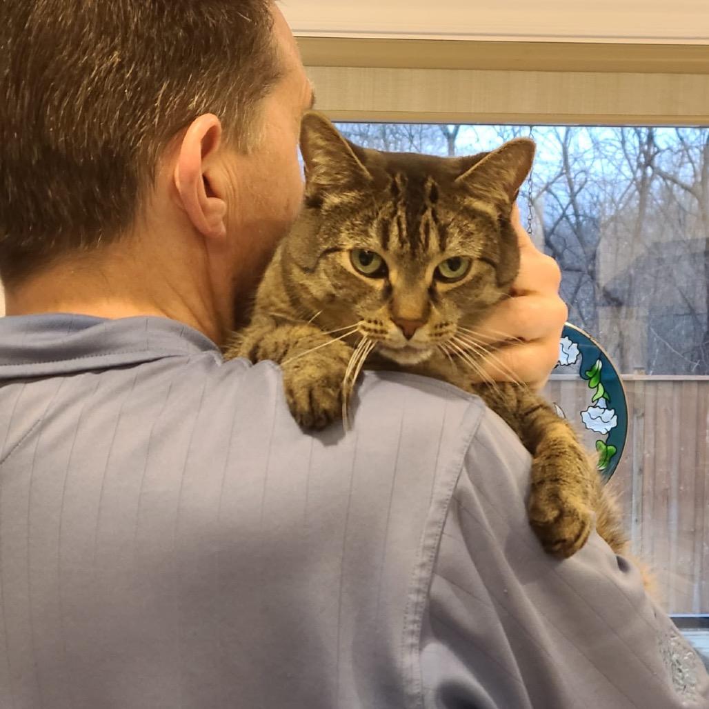 Enlarge Zoey, a Adoptable Domestic Short Hair in Puslinch, ON image 1/6