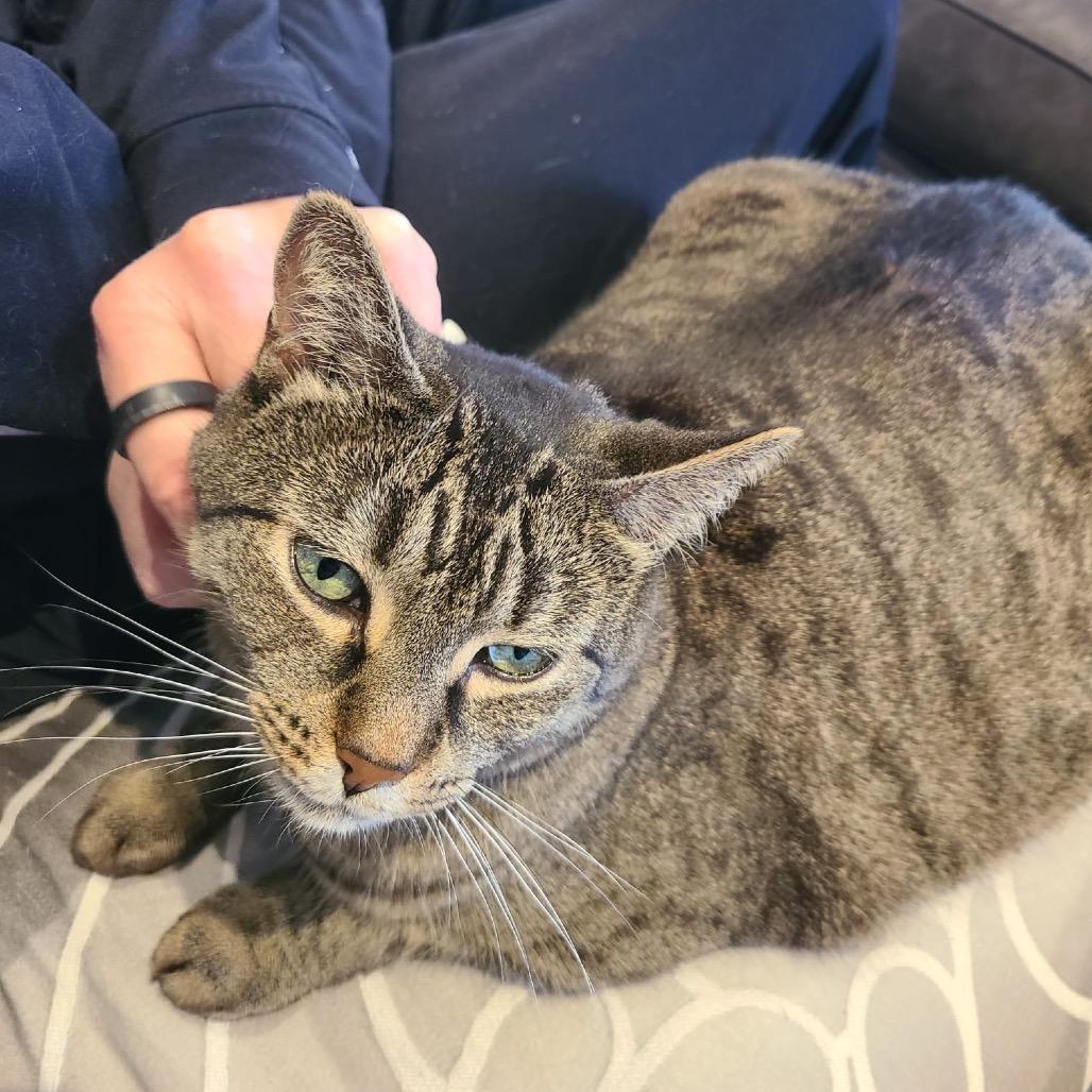 Enlarge Zoey, a Adoptable Domestic Short Hair in Puslinch, ON image 2/6