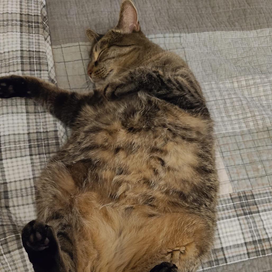 Enlarge Zoey, a Adoptable Domestic Short Hair in Puslinch, ON image 2/5