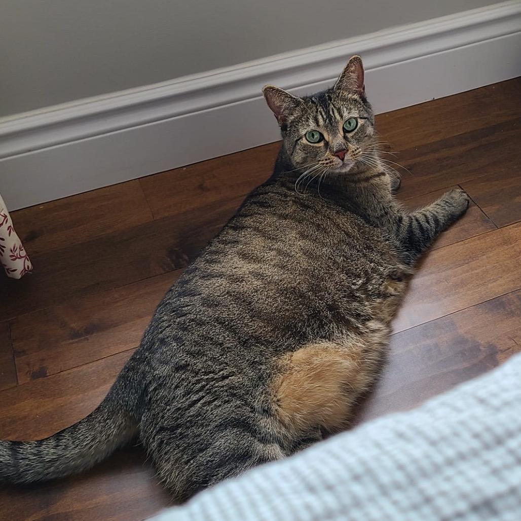 Enlarge Zoey, a Adoptable Domestic Short Hair in Puslinch, ON image 3/5