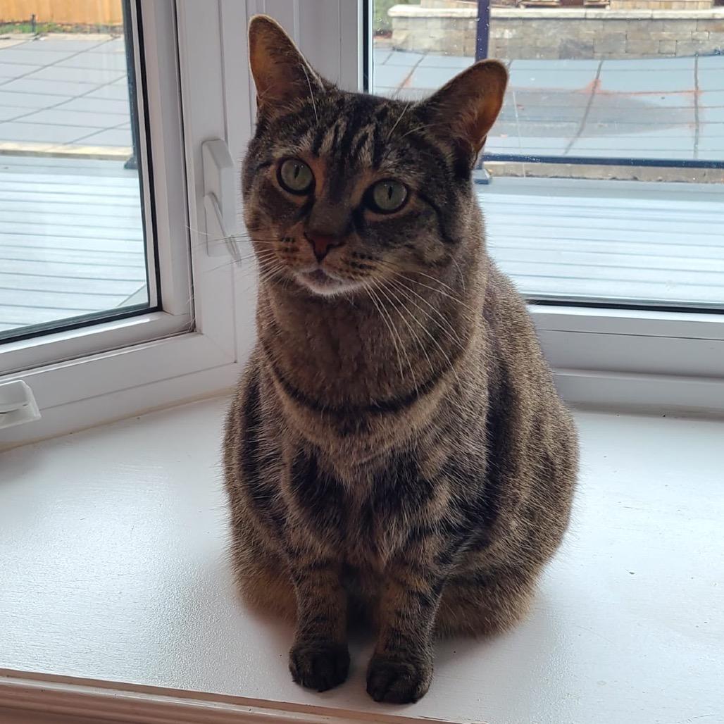 Enlarge Zoey, a Adoptable Domestic Short Hair in Puslinch, ON image 4/6