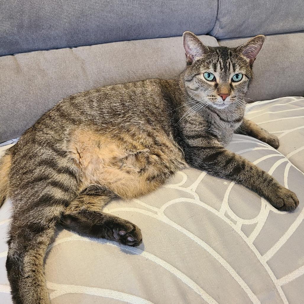 Enlarge Zoey, a Adoptable Domestic Short Hair in Puslinch, ON image 4/5