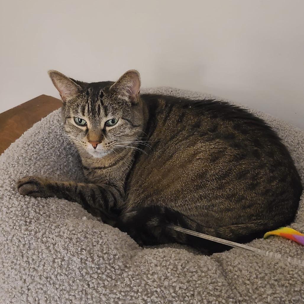 Enlarge Zoey, a Adoptable Domestic Short Hair in Puslinch, ON image 6/6