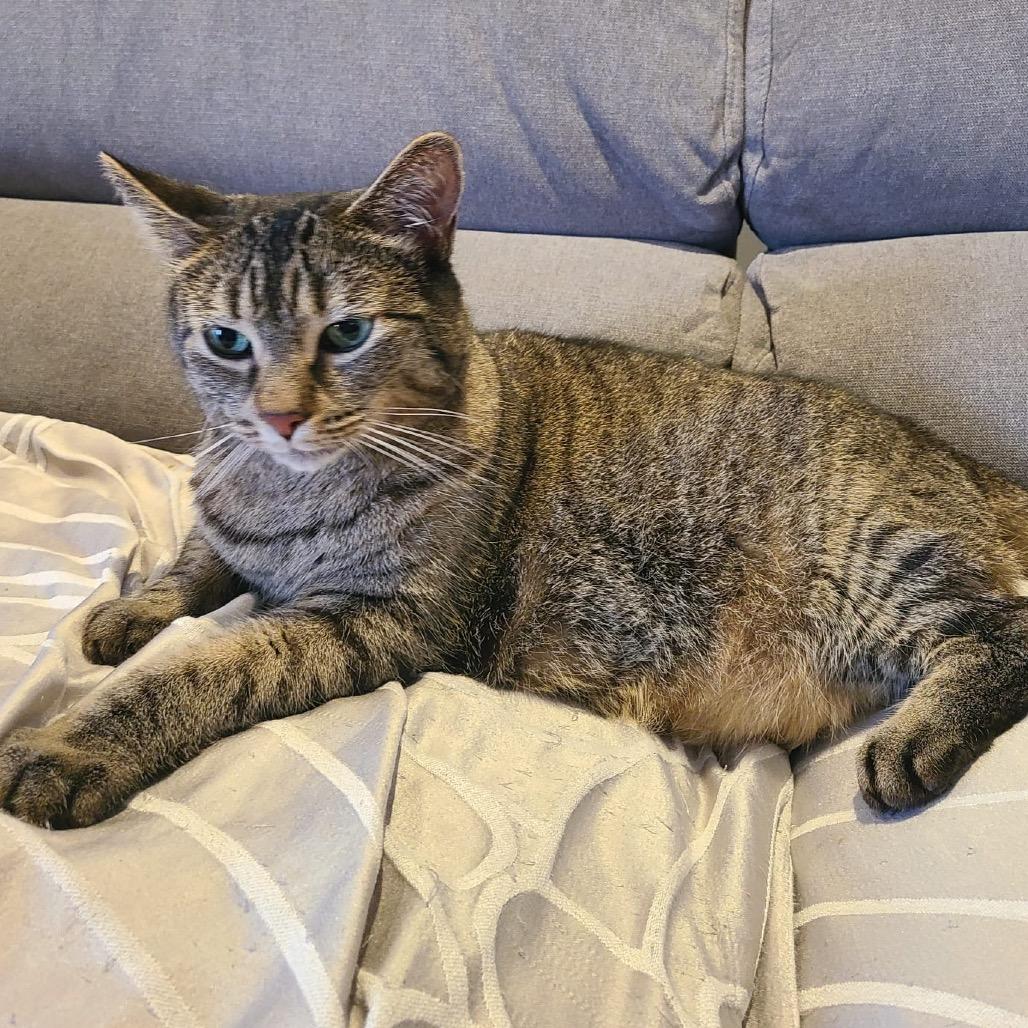 Enlarge Zoey, a Adoptable Domestic Short Hair in Puslinch, ON image 5/5