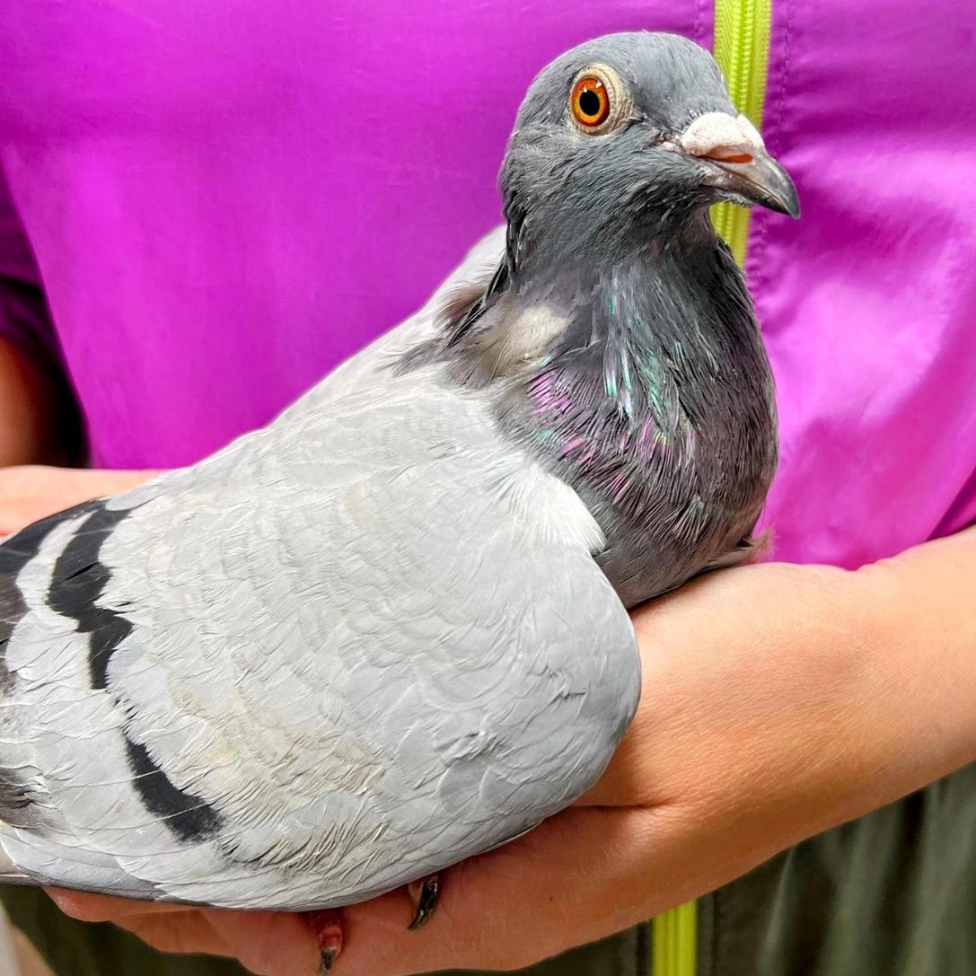Mary Jane, Adoptable, Adult Unknown Pigeon.