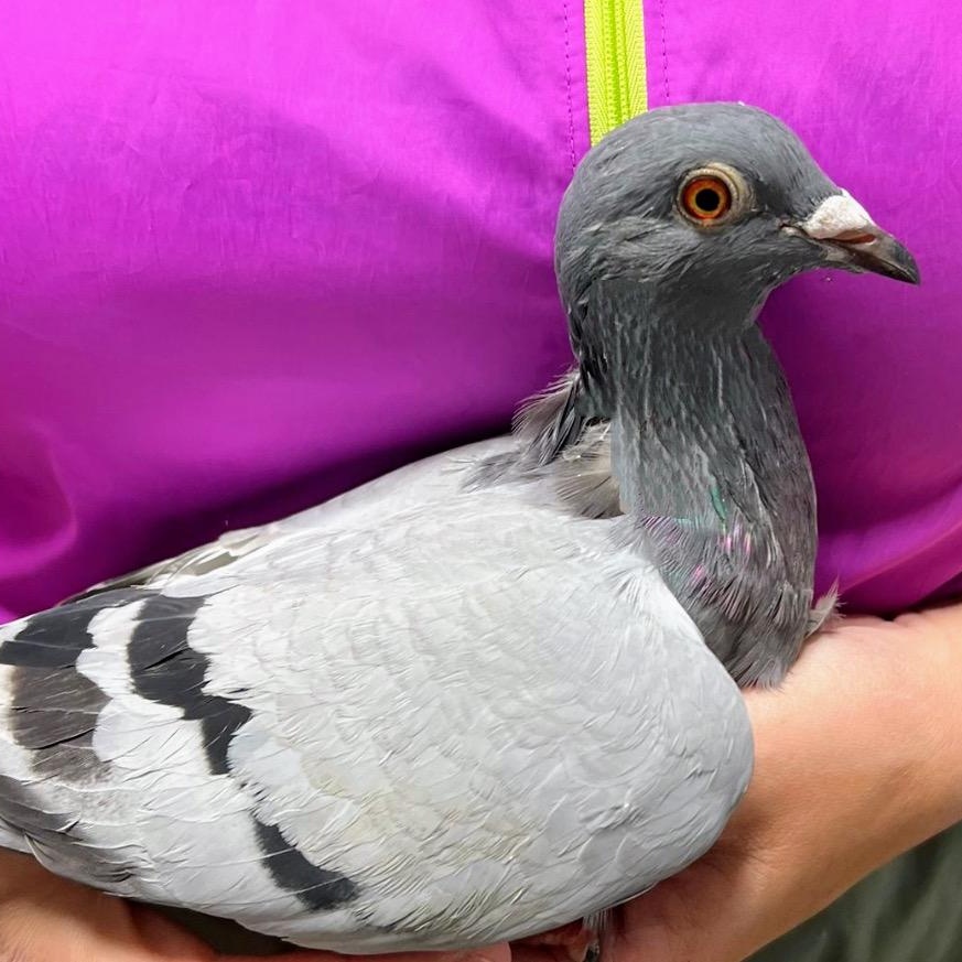 Mary Jane, a Adoptable Pigeon in Chicago, IL image 3/3