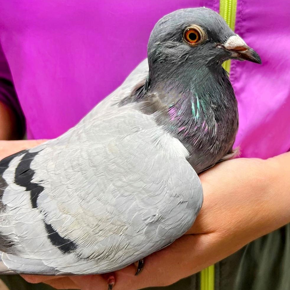 Mary Jane, a Adoptable Pigeon in Chicago, IL image 2/3