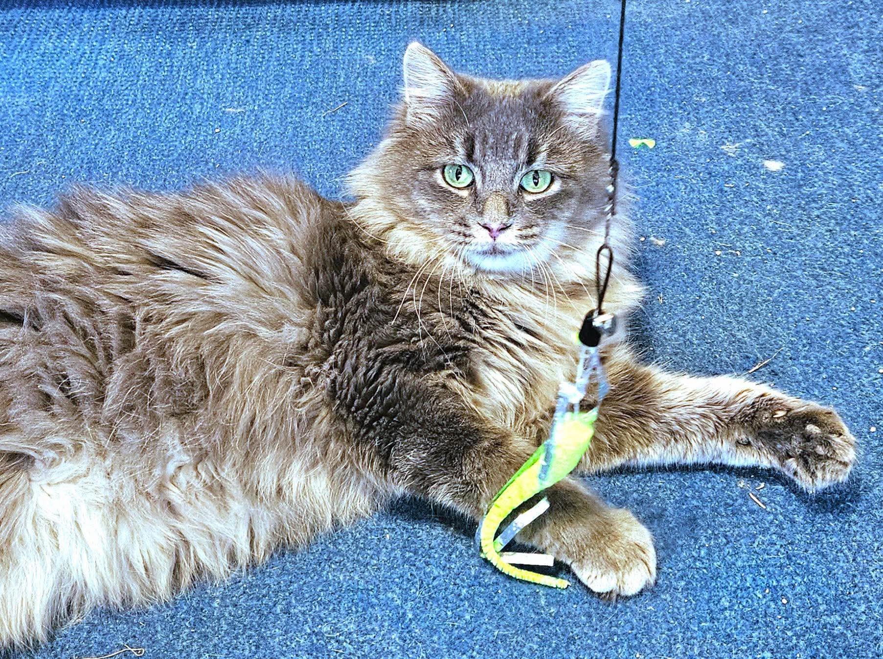 Slate, a ADOPTABLE Domestic Long Hair in North Platte, NE image 1/4