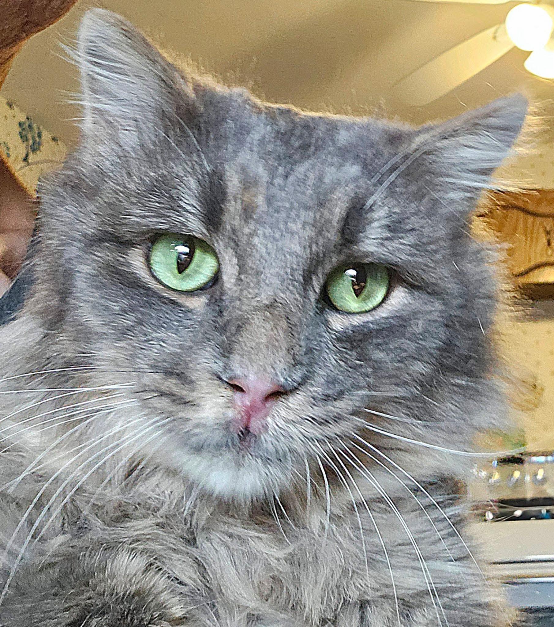 Slate, a ADOPTABLE Domestic Long Hair in North Platte, NE image 2/4