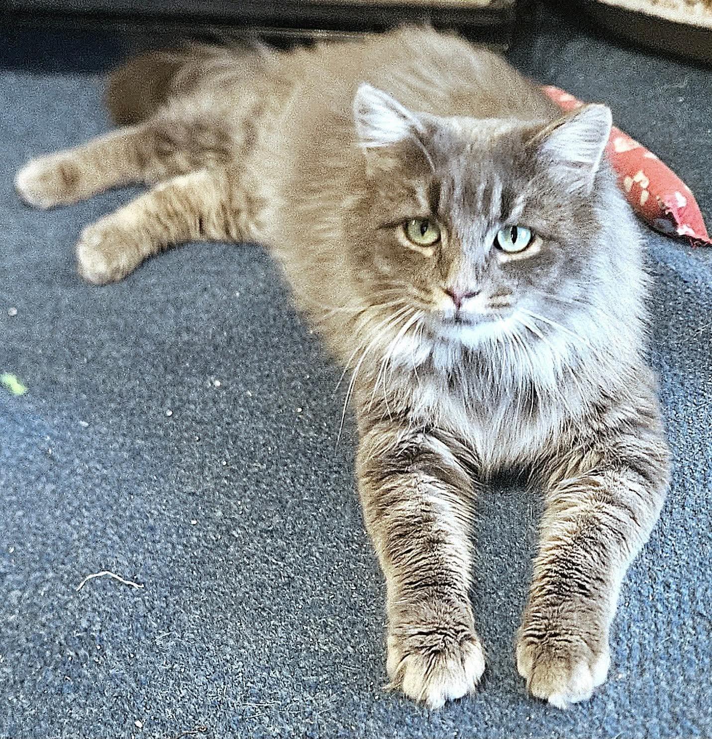 Slate, a ADOPTABLE Domestic Long Hair in North Platte, NE image 3/4