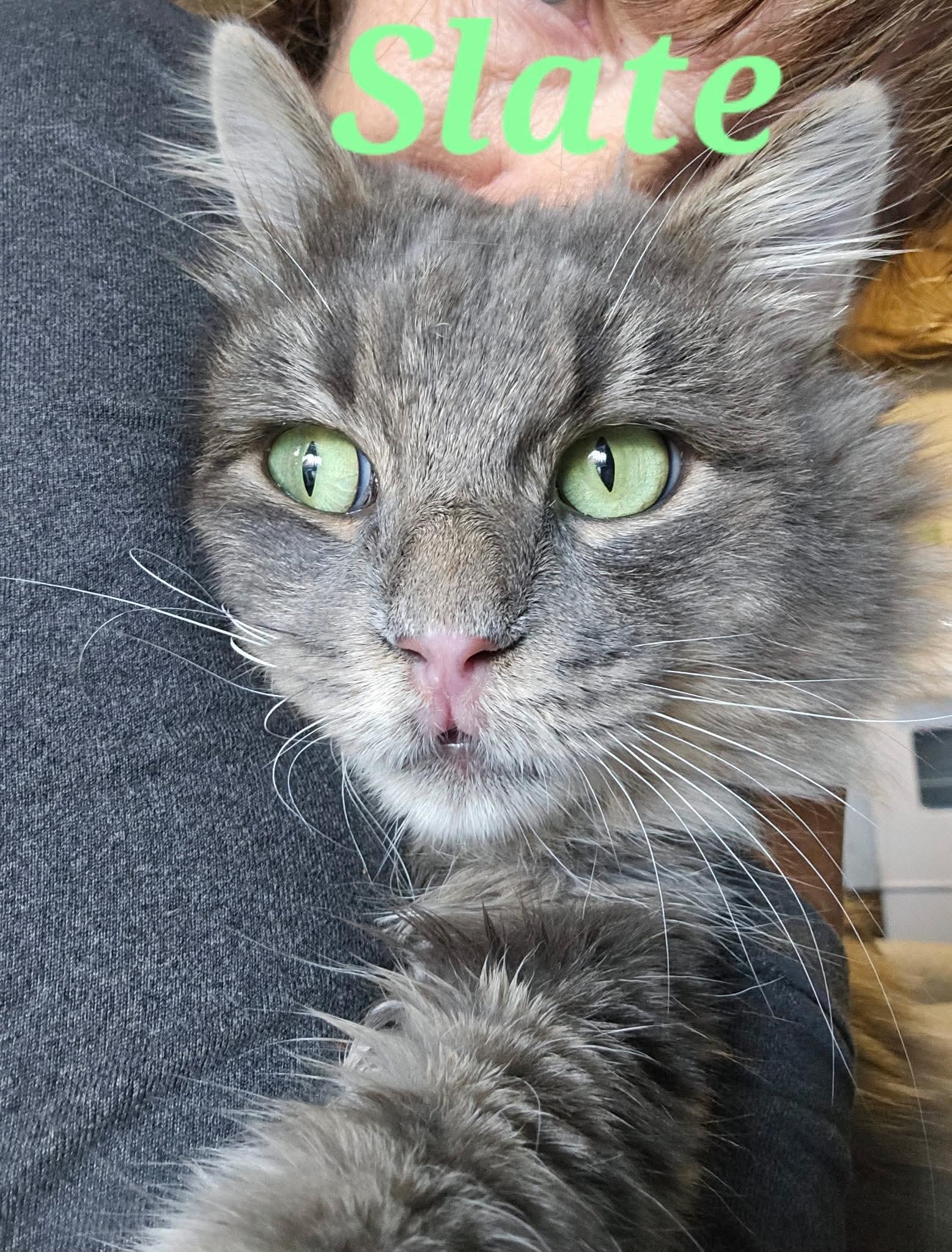 Slate, a ADOPTABLE Domestic Long Hair in North Platte, NE image 4/4