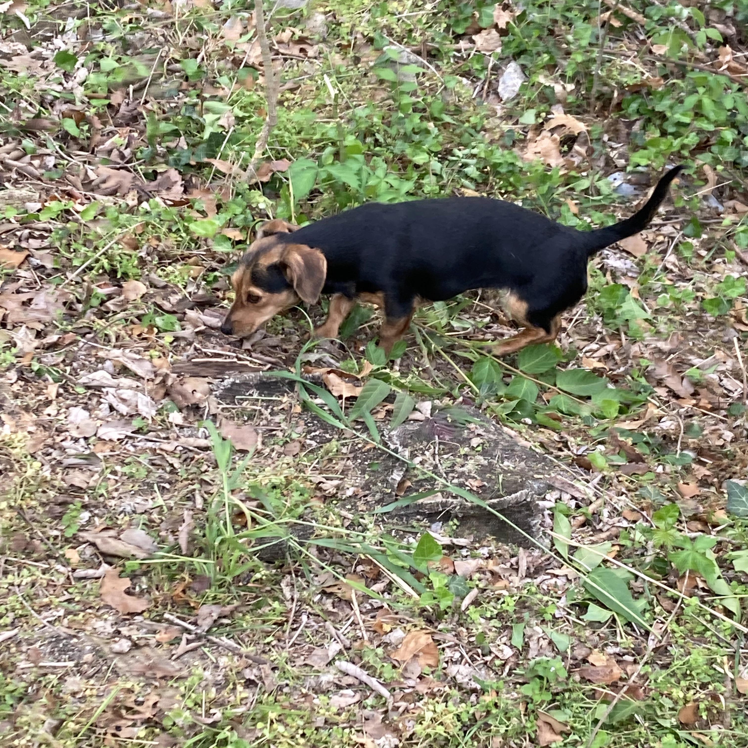 TOOTSIE, Adopted, Young Female Dachshund & Jack Russell Terrier.