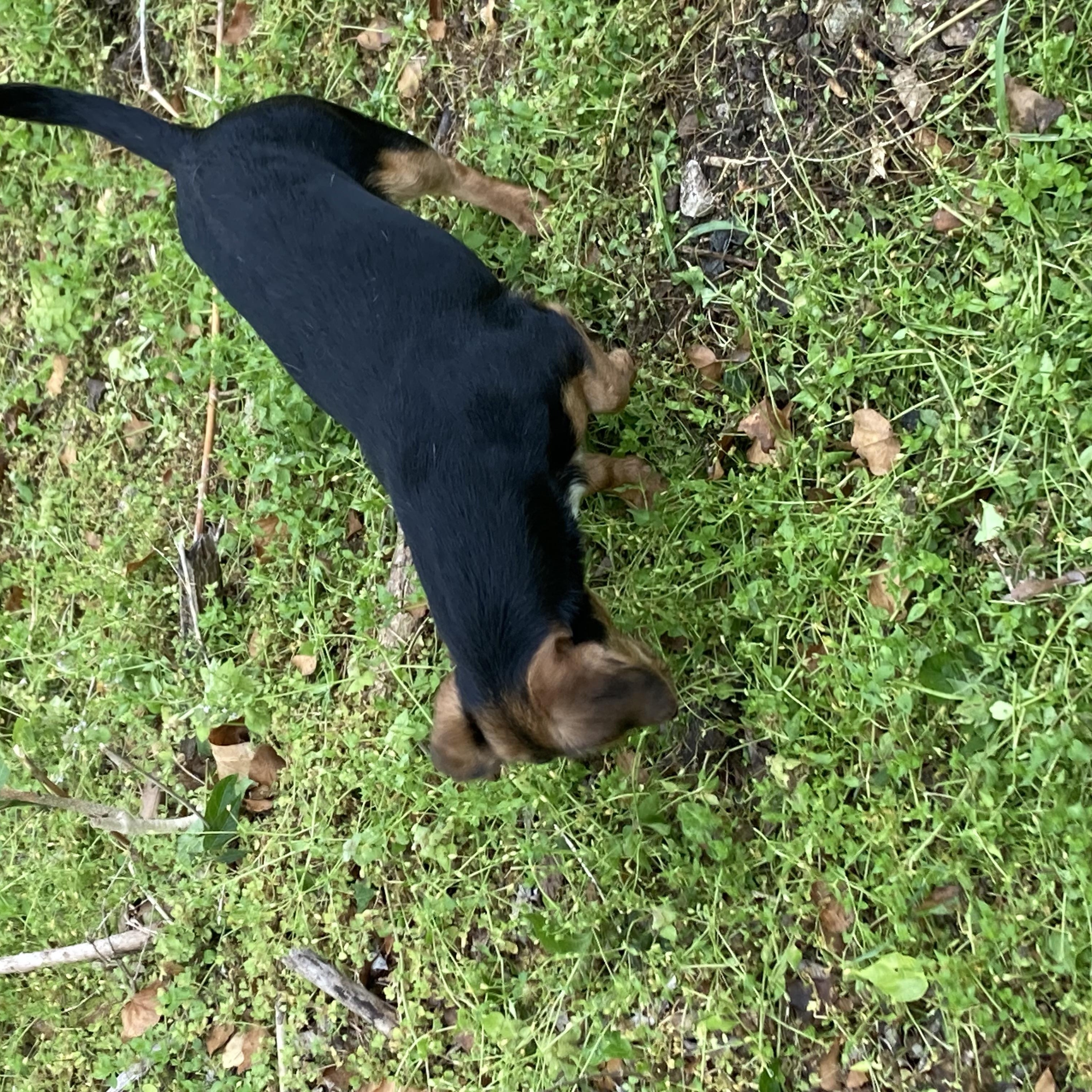 Enlarge TOOTSIE, a Adopted mixed breed in Fayetteville, AR image 2/3