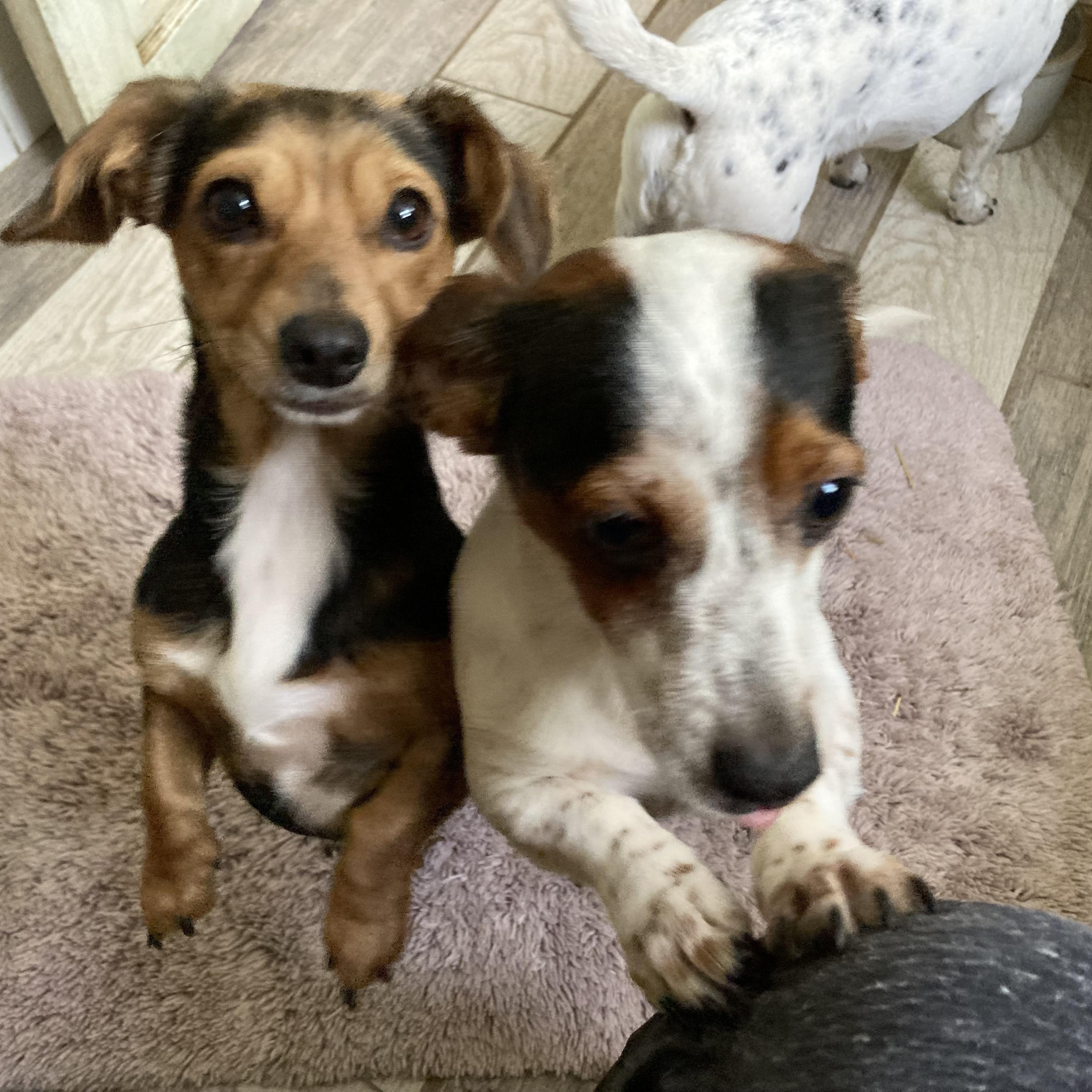 Enlarge TOOTSIE, a Adopted mixed breed in Fayetteville, AR image 3/3