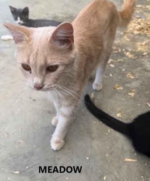 Meadow, adopted, Adult Female Domestic Short Hair.