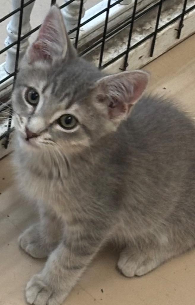 Enlarge NOODLE, a Adoptable mixed breed in Elizabethton, TN image 1/2