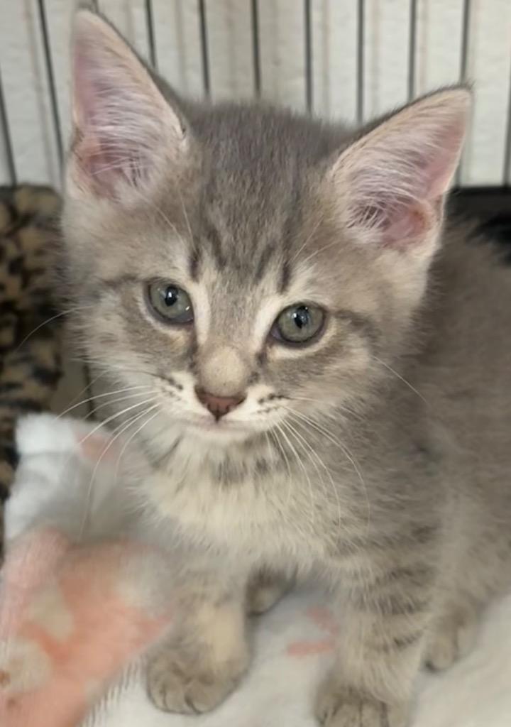 Enlarge NOODLE, a Adoptable mixed breed in Elizabethton, TN image 2/2