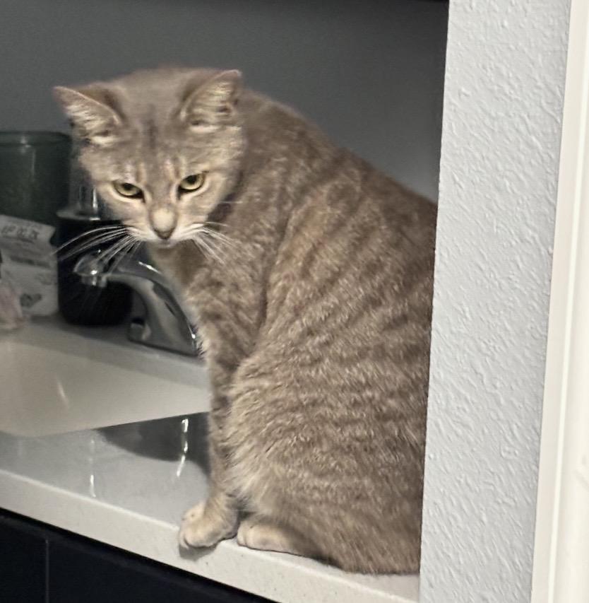 Enlarge Yuki, an adopted Domestic Short Hair in Brooksville, FL image 3/6