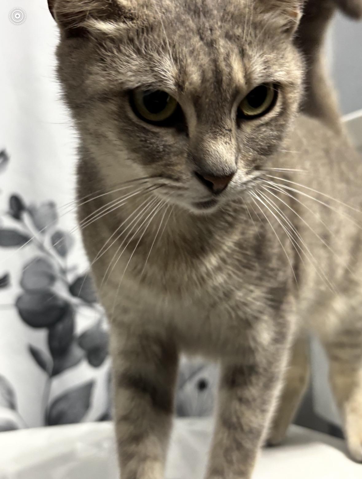 Enlarge Yuki, an adopted Domestic Short Hair in Brooksville, FL image 5/6