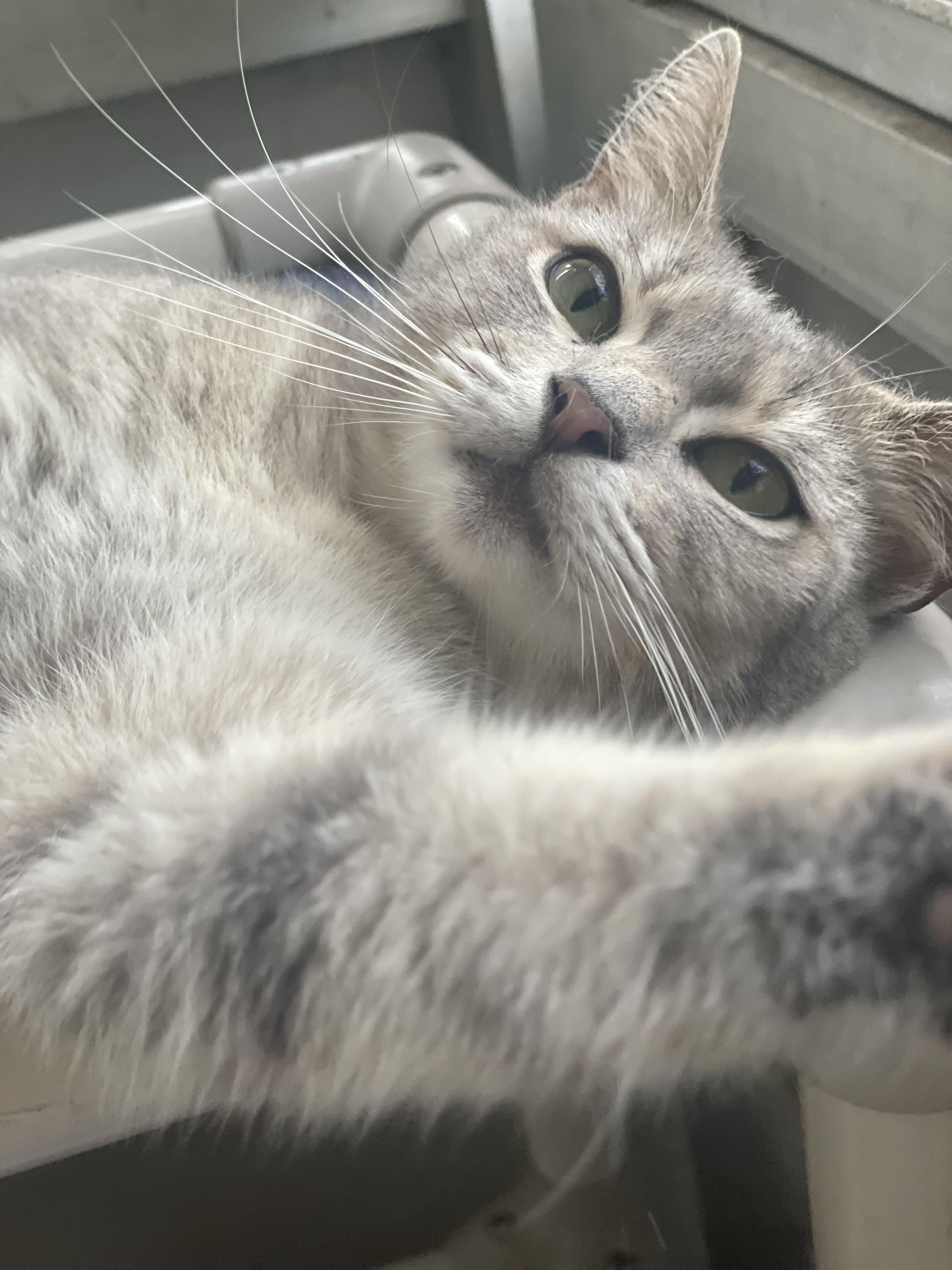 Enlarge Yuki, an adopted Domestic Short Hair in Brooksville, FL image 4/6