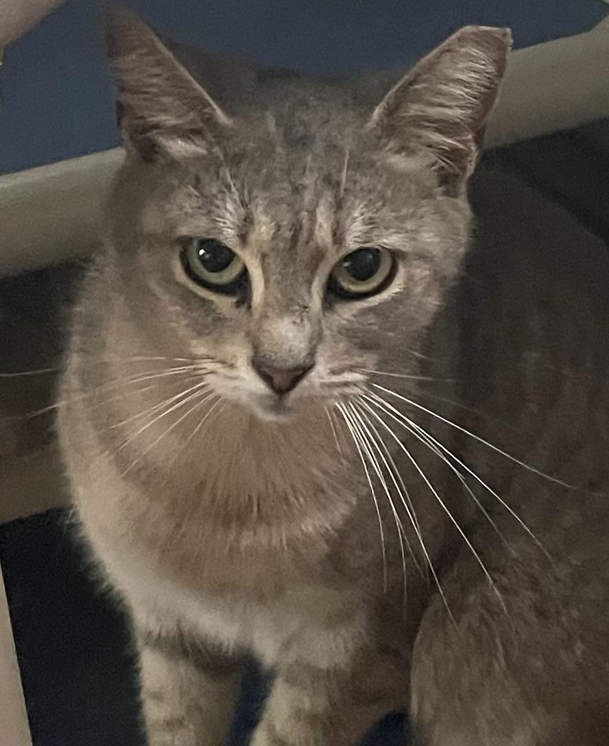 Enlarge Yuki, an adopted Domestic Short Hair in Brooksville, FL image 1/6