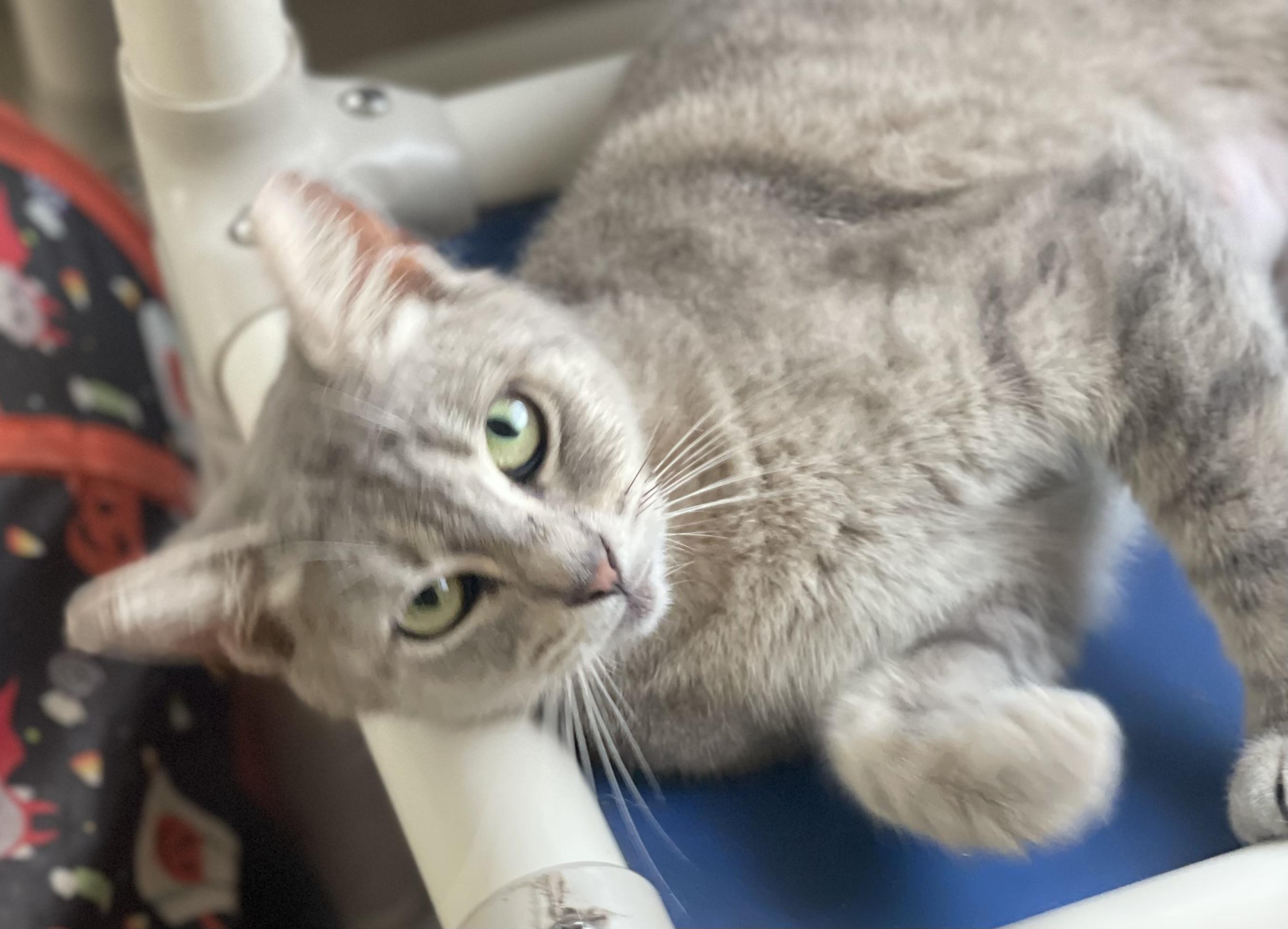 Enlarge Yuki, an adopted Domestic Short Hair in Brooksville, FL image 2/6