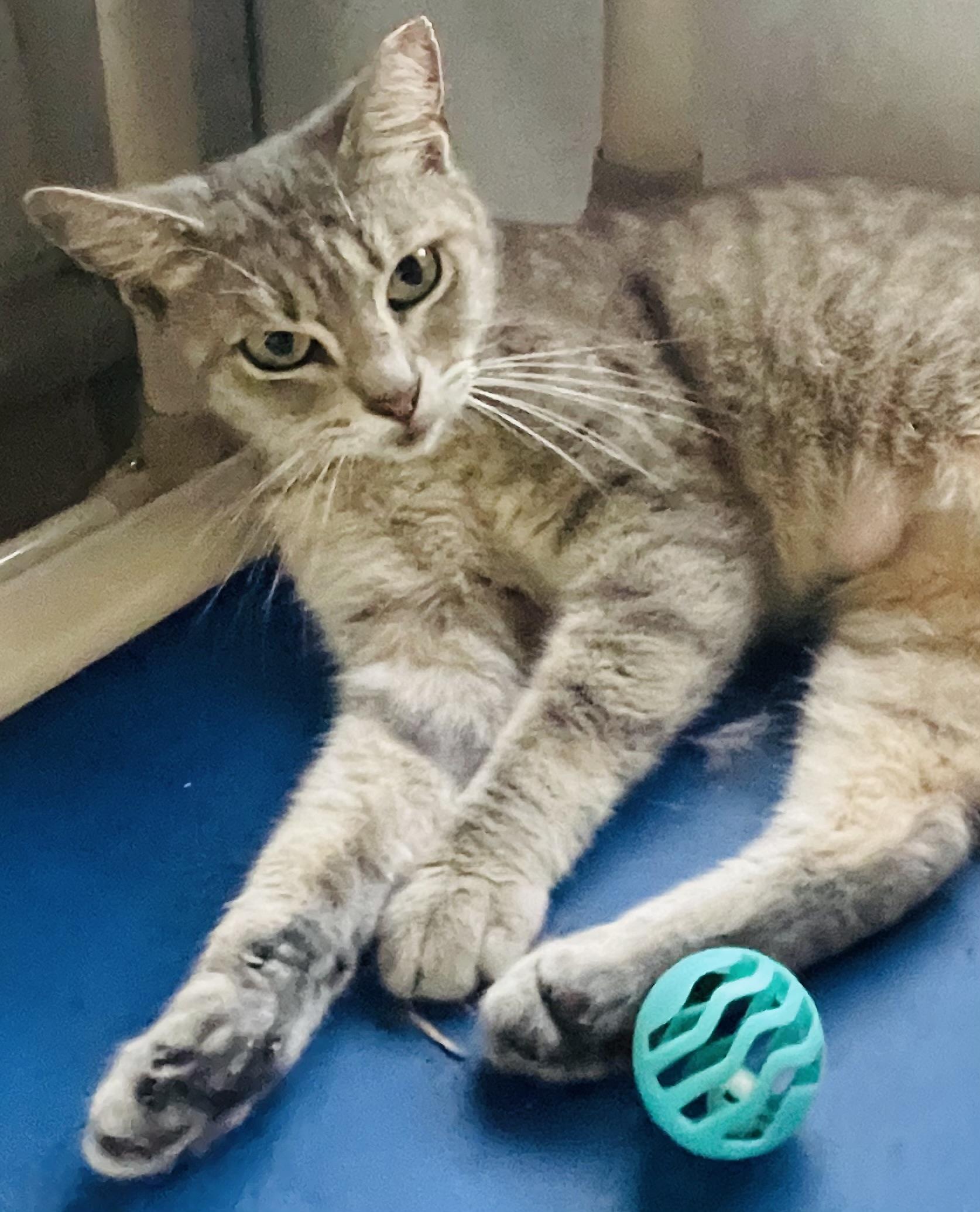 Enlarge Yuki, an adopted Domestic Short Hair in Brooksville, FL image 6/6