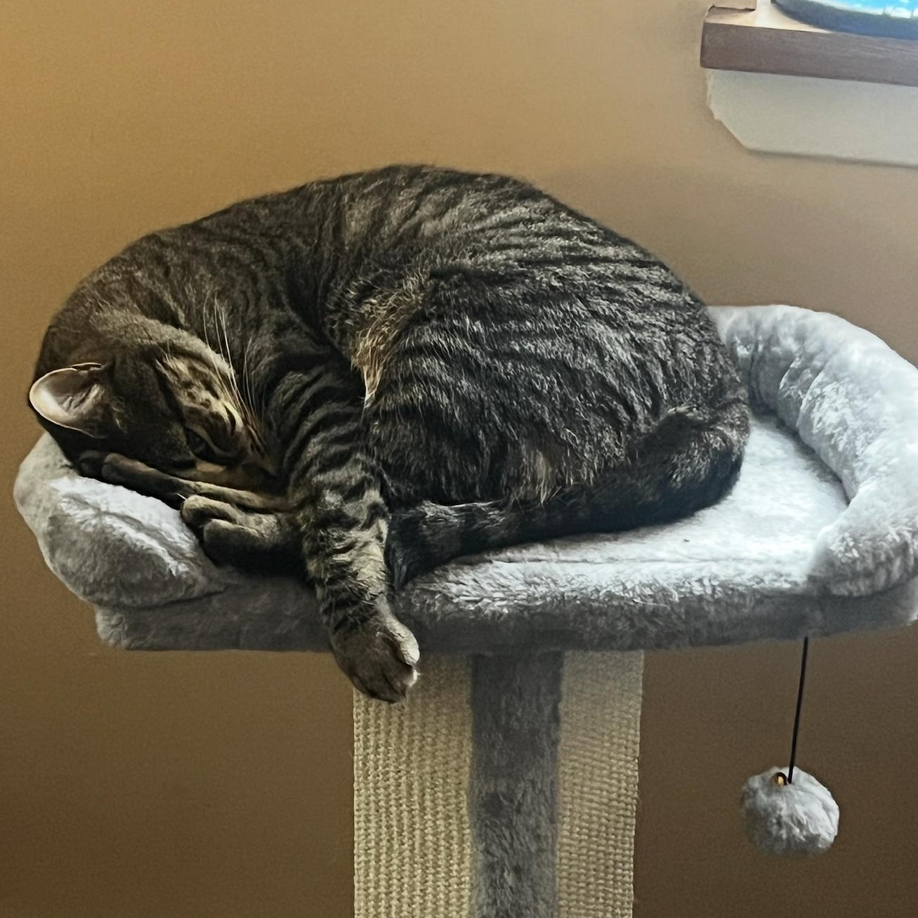 Remy, a Adoptable Tabby in New York, NY image 6/6