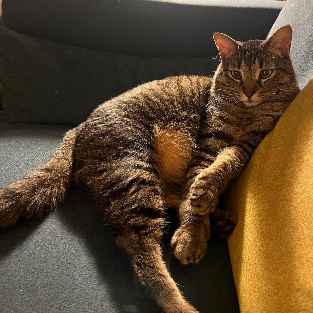 Remy, a Adoptable Tabby in New York, NY image 2/6