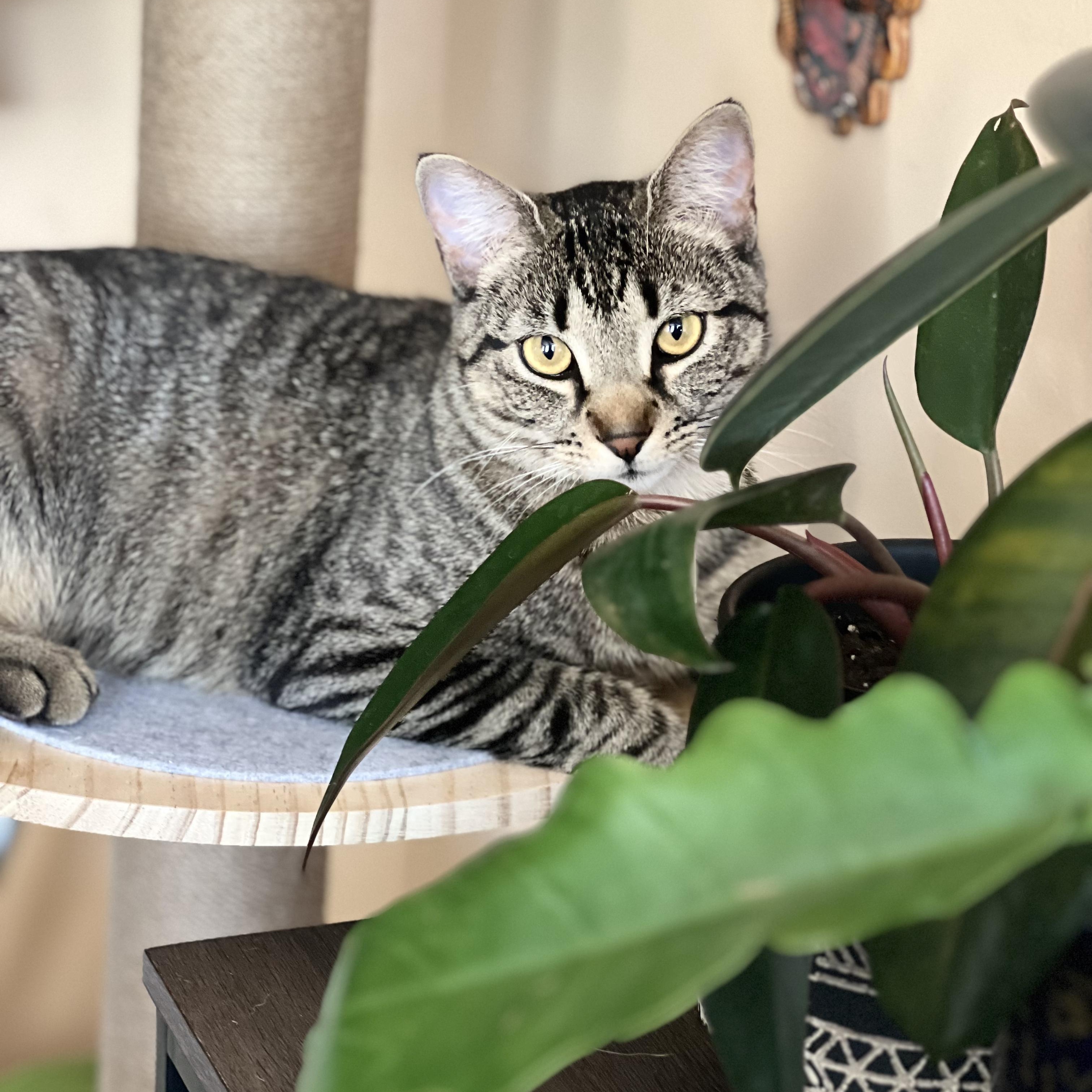 Remy, a Adoptable Tabby in New York, NY image 4/6