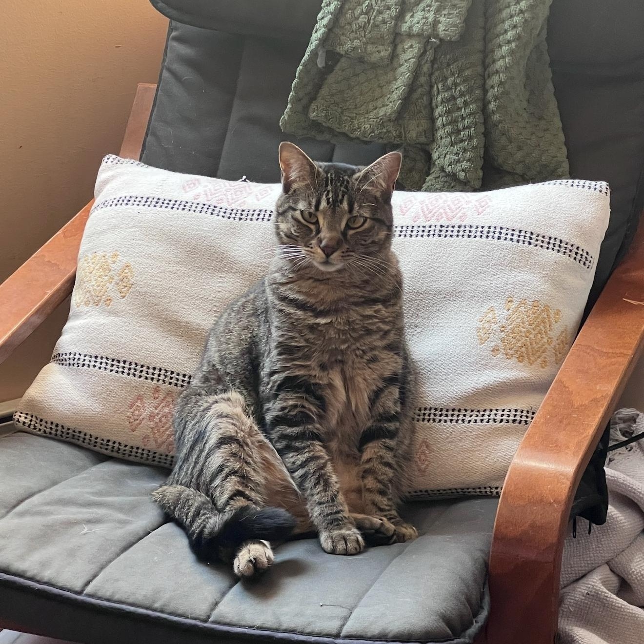 Remy, a Adoptable Tabby in New York, NY image 1/6