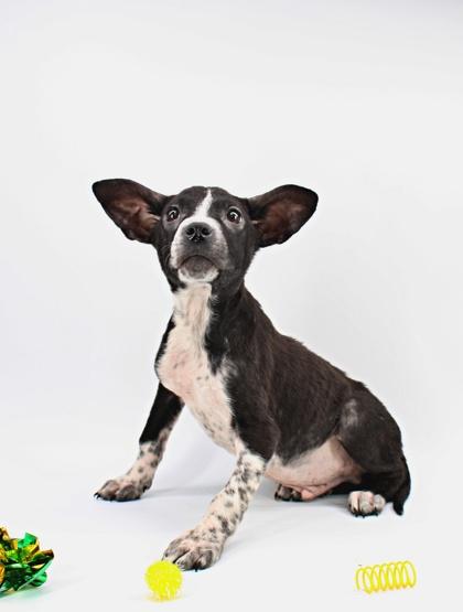 McIntosh — thumbnail 2