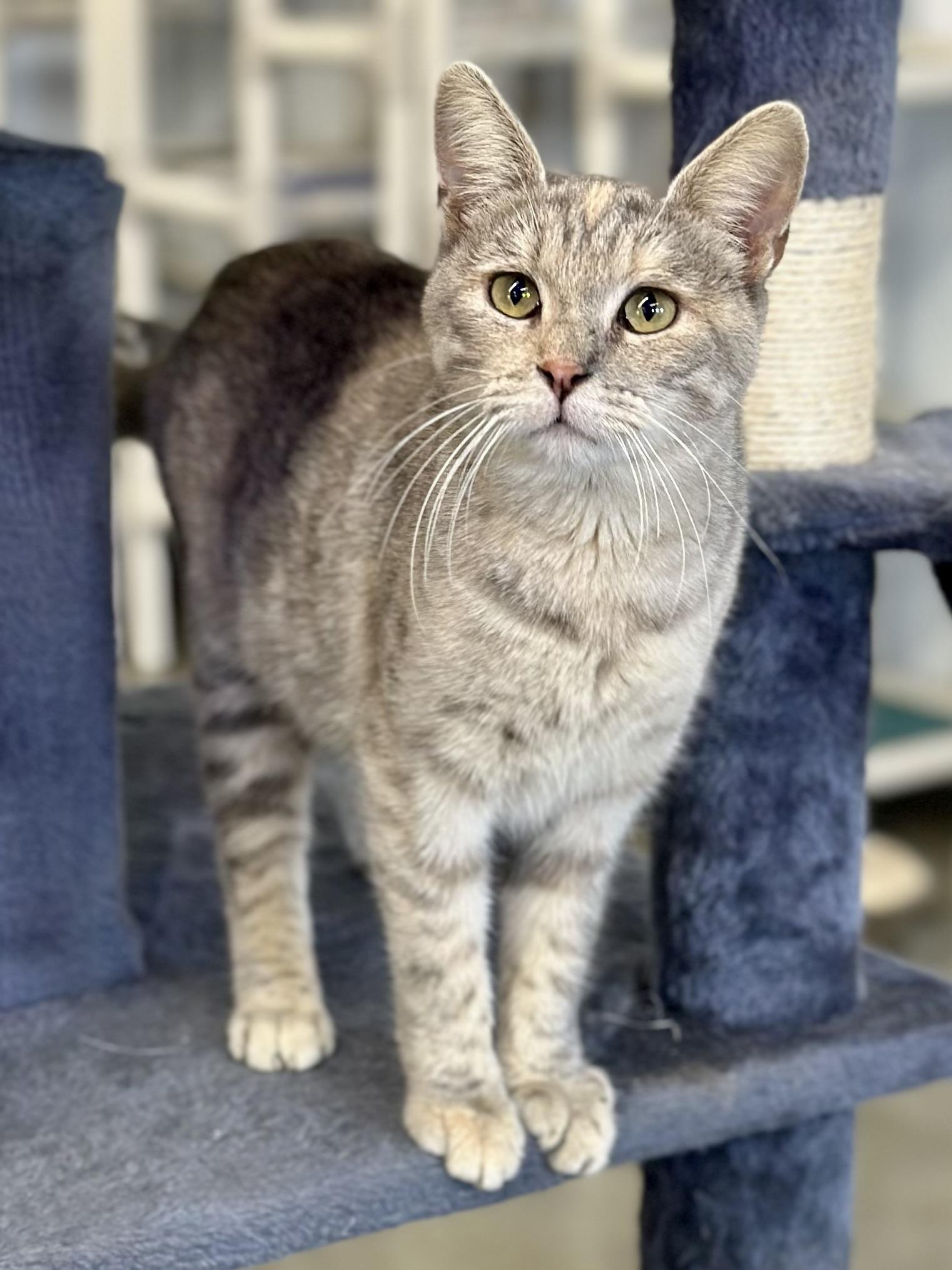 Enlarge Felicity , a ADOPTABLE Domestic Short Hair in Faribault, MN image 4/5