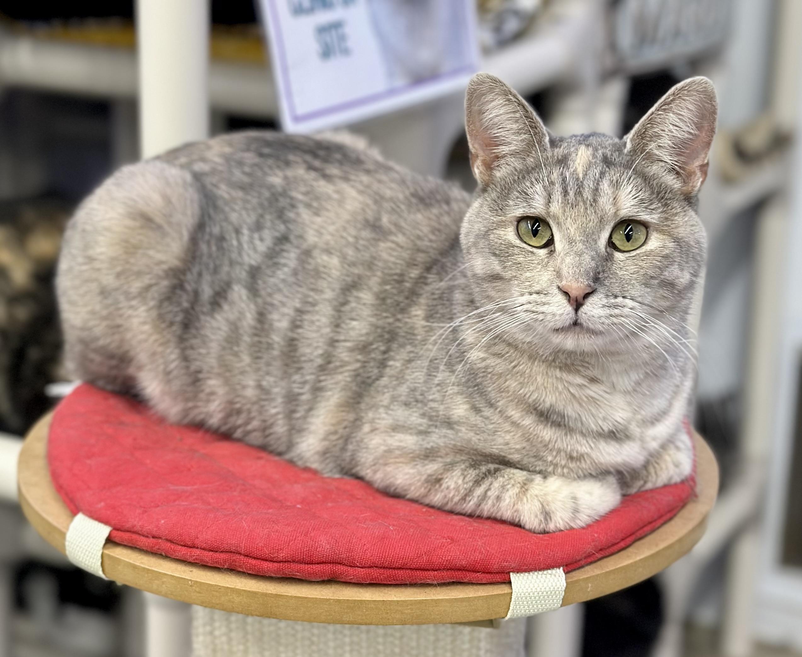 Enlarge Felicity , a ADOPTABLE Domestic Short Hair in Faribault, MN image 1/5