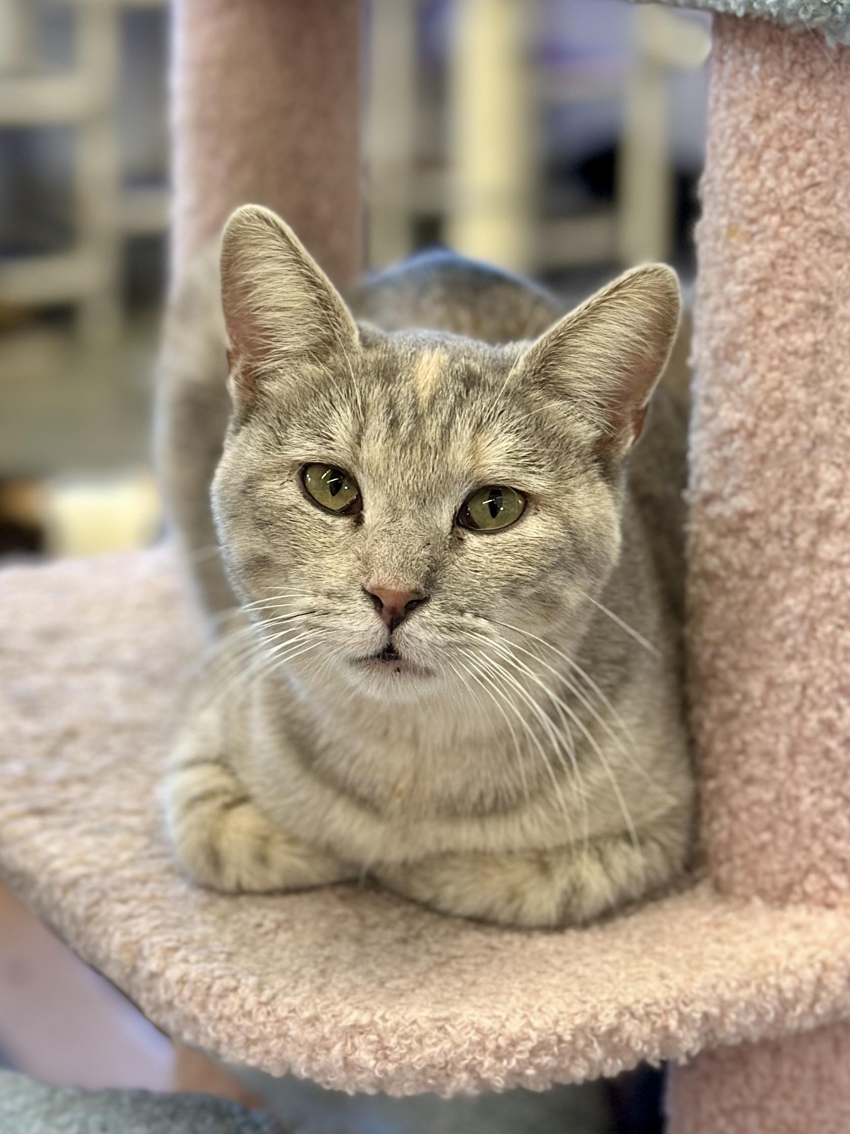Enlarge Felicity , a ADOPTABLE Domestic Short Hair in Faribault, MN image 2/5