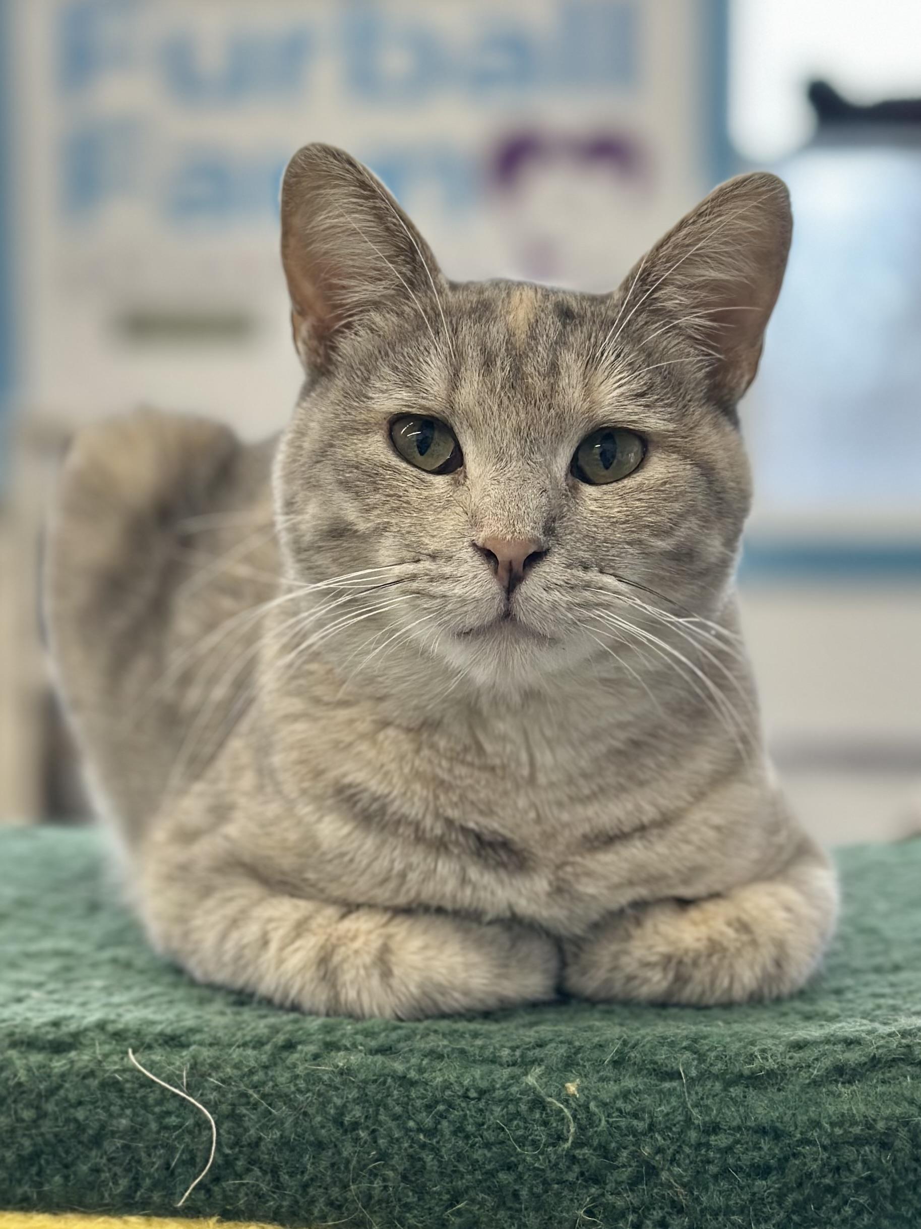 Enlarge Felicity , a ADOPTABLE Domestic Short Hair in Faribault, MN image 3/5