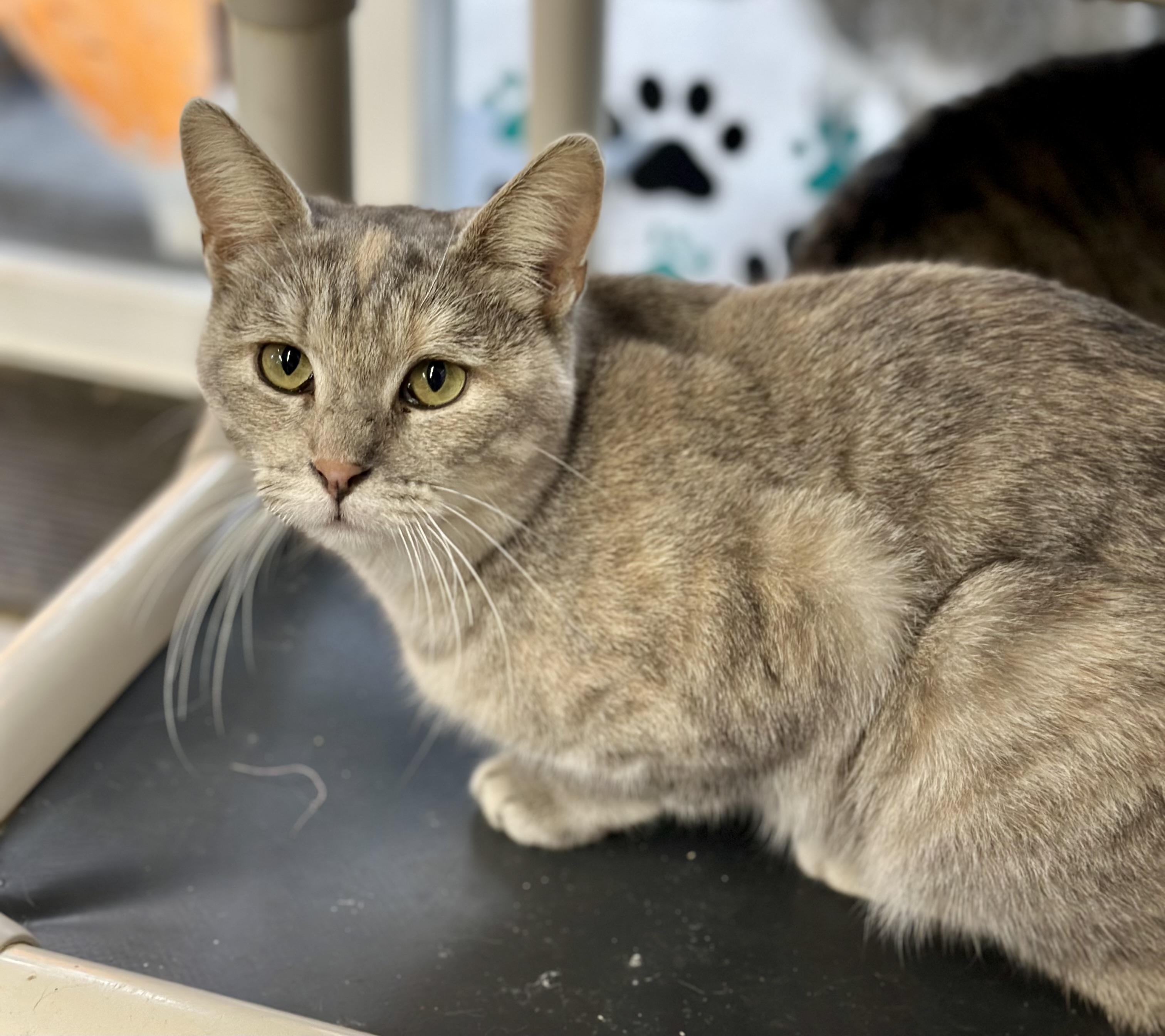 Enlarge Felicity , a ADOPTABLE Domestic Short Hair in Faribault, MN image 5/5