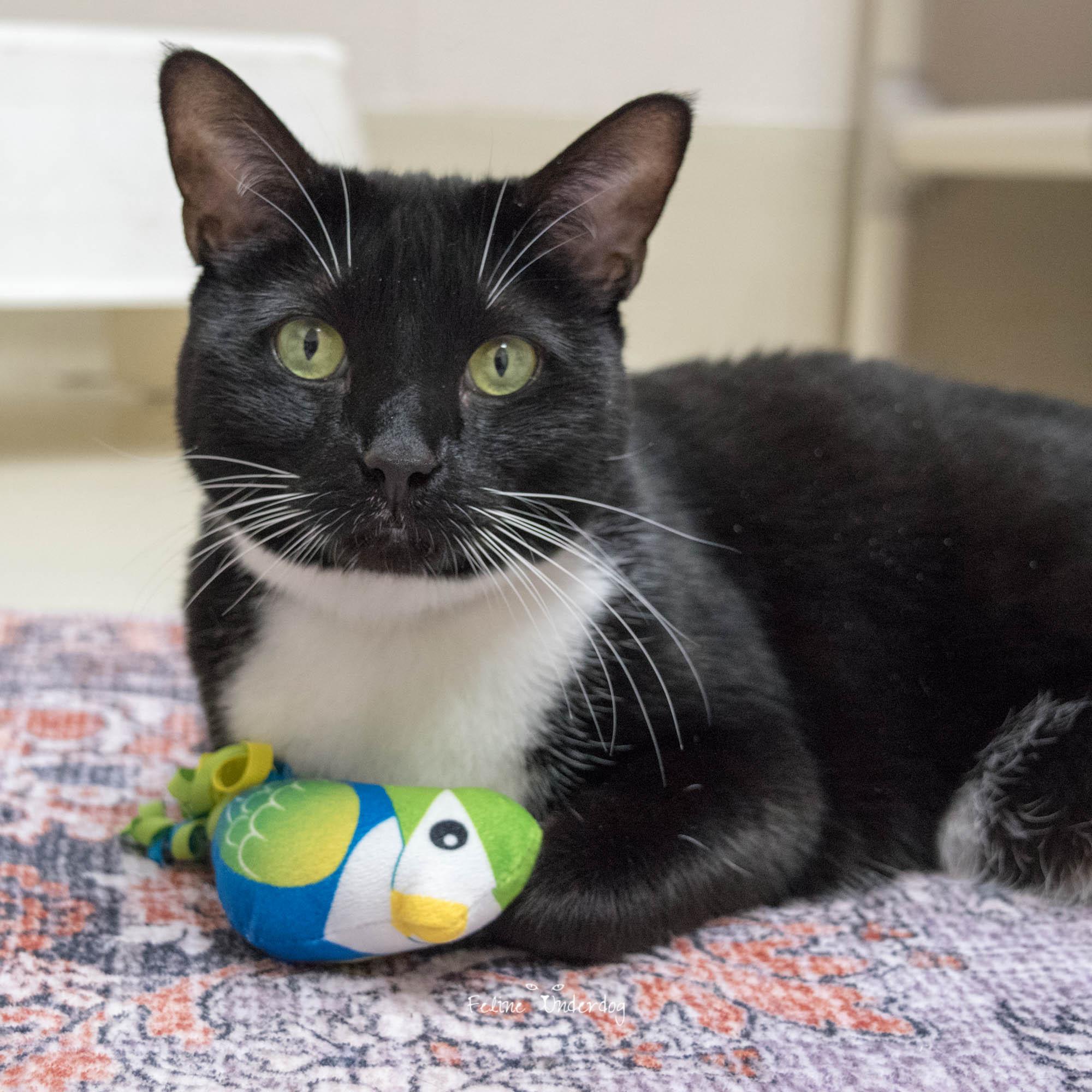 Fancy- #51105, ADOPTABLE, Senior Female Domestic Short Hair.