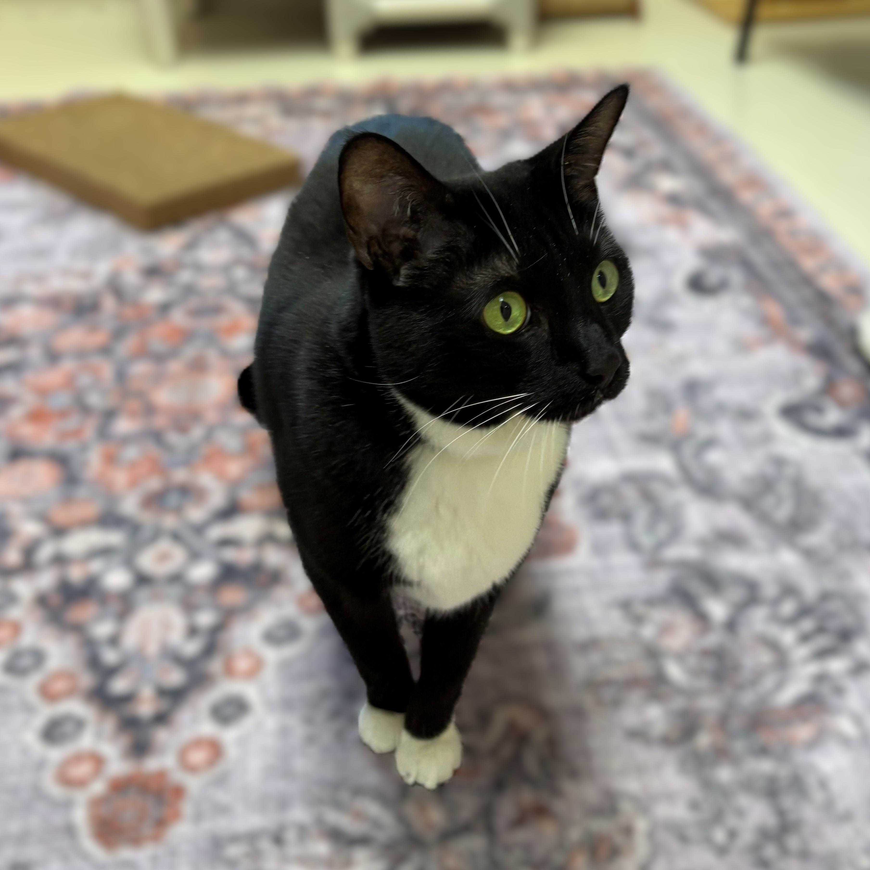 Enlarge Fancy- #51105, a ADOPTABLE Domestic Short Hair in Columbia, MD image 2/2