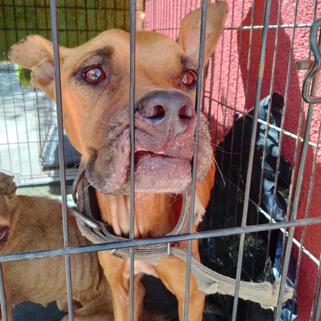 Enlarge Fianna, a Adoptable Mixed Breed in Washington, PA image 2/3