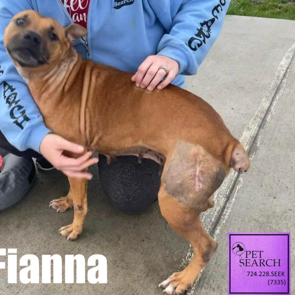Enlarge Fianna, a Adoptable Mixed Breed in Washington, PA image 3/3