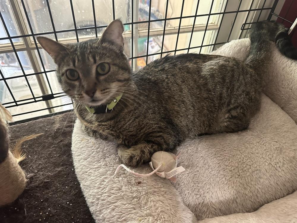 Little Miss, Adoptable, Adult Female Domestic Short Hair.