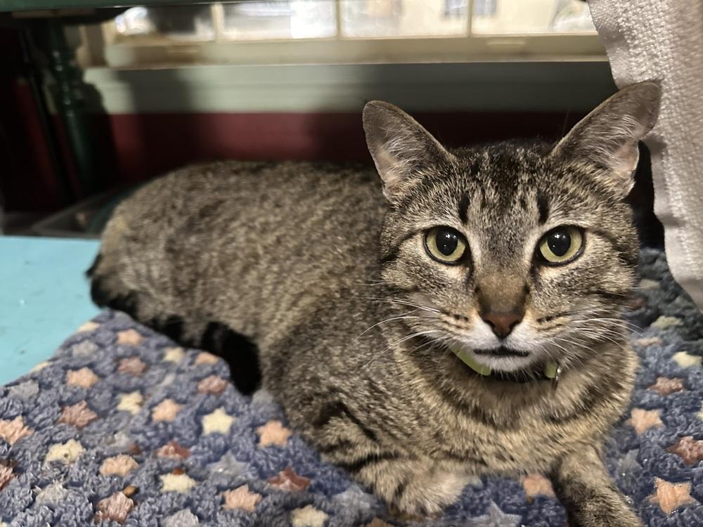 Enlarge Little Miss, a Adoptable mixed breed in Little Rock, AR image 2/2