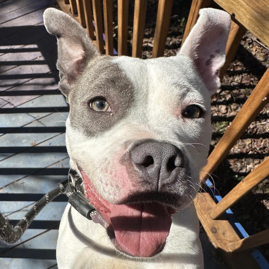 Dianna 7645 — thumbnail 5