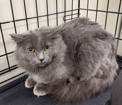 Kalvin OF77, Adoptable, Adult Male Domestic Long Hair & Domestic Short Hair.
