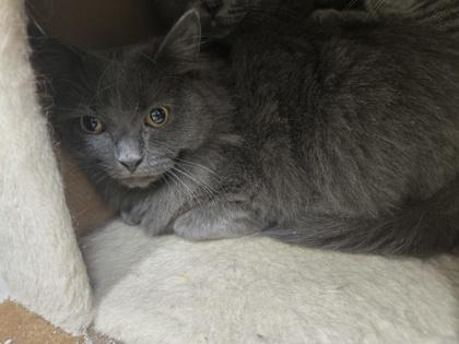 Enlarge Kalvin OF77, a Adoptable mixed breed in Clarks Summit, PA image 2/2